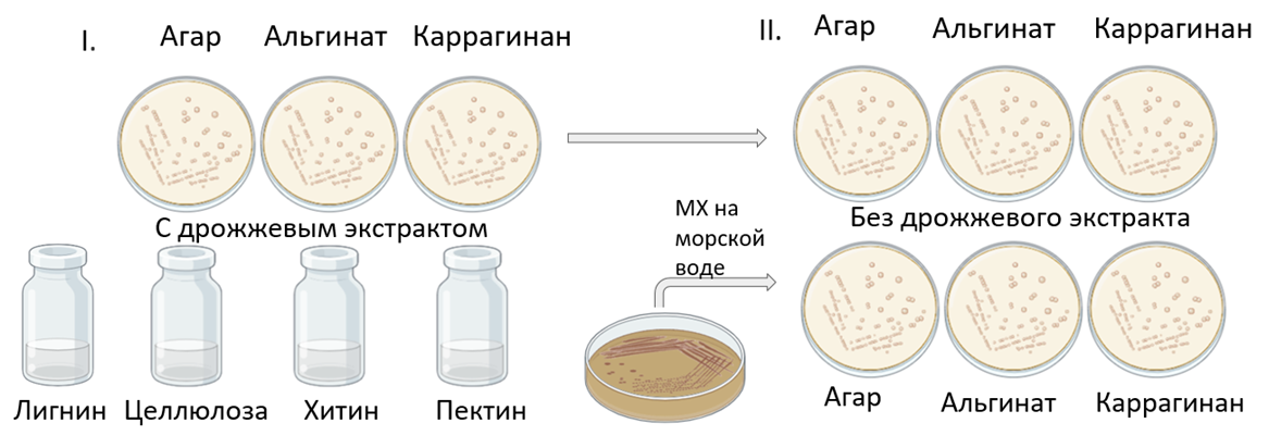 Схема эксперимента по гидролизу полисахаридов