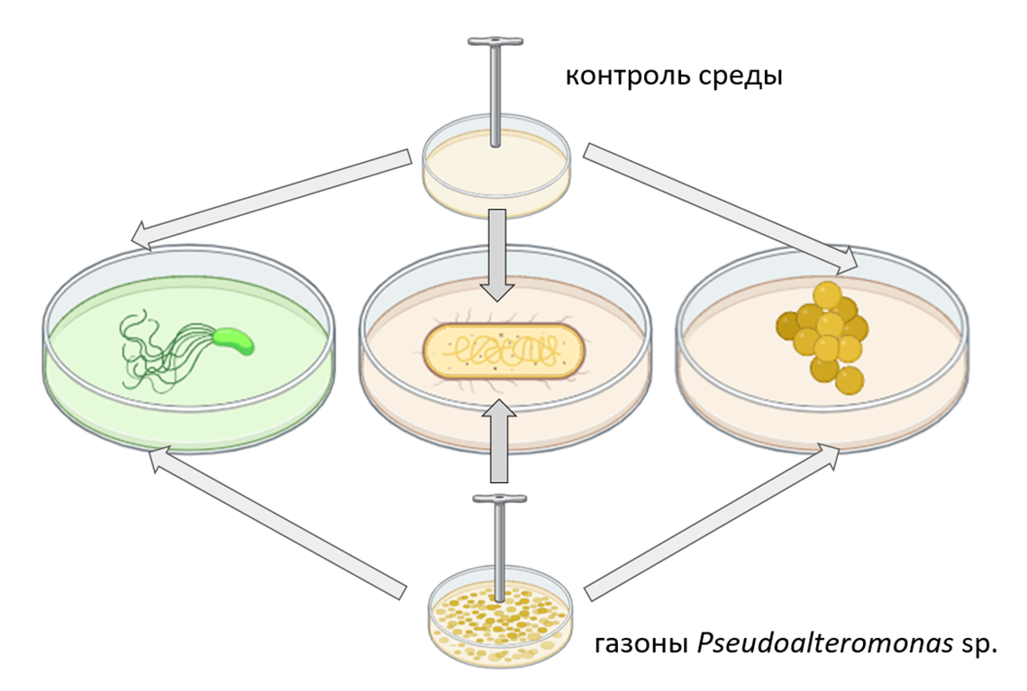 Эксперимент по продукции антимикробных веществ