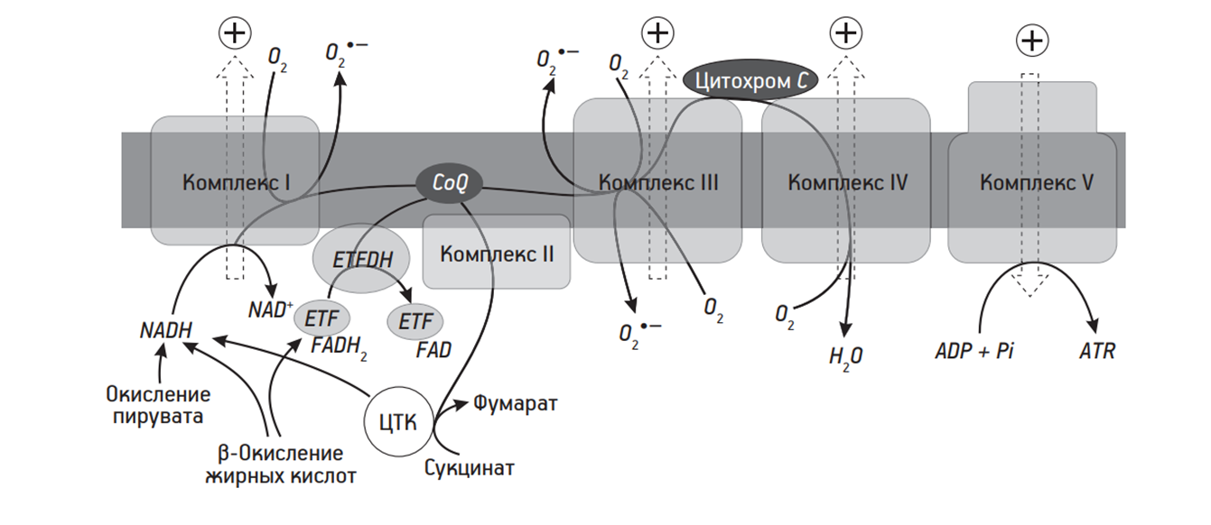 Дыхательная цепь митохондрий