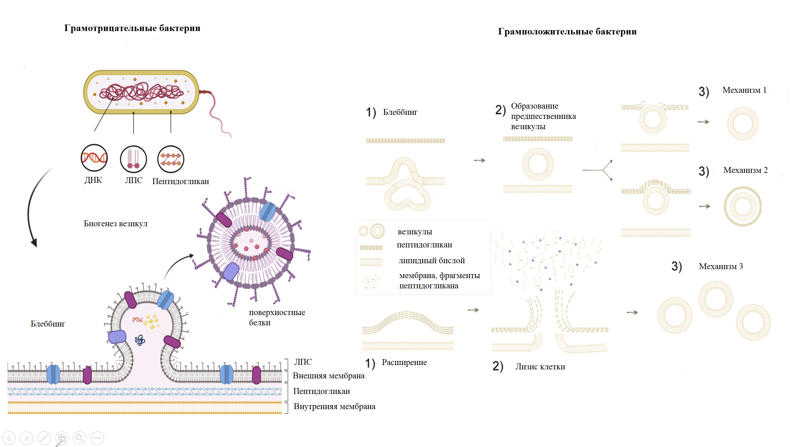 Формирование везикул у грамотрицательных (слева) и грамположительных бактерий (справа)