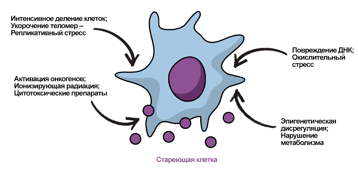 Индукторы клеточного старения