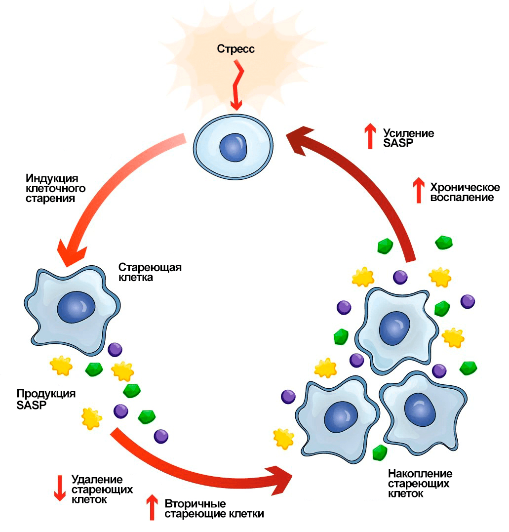 Порочный круг клеточного старения и SASP