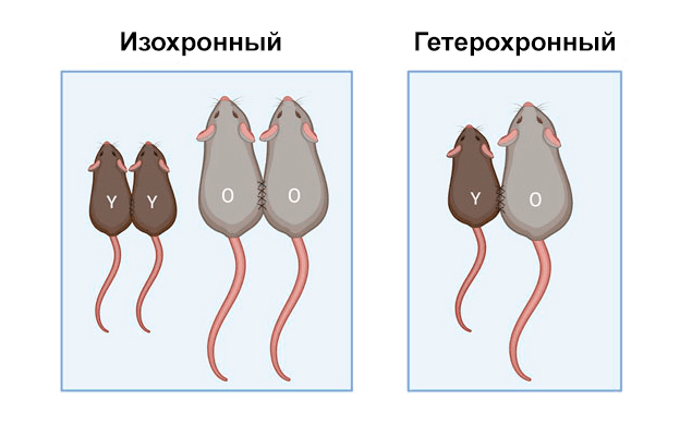 Схема техники парабиоза