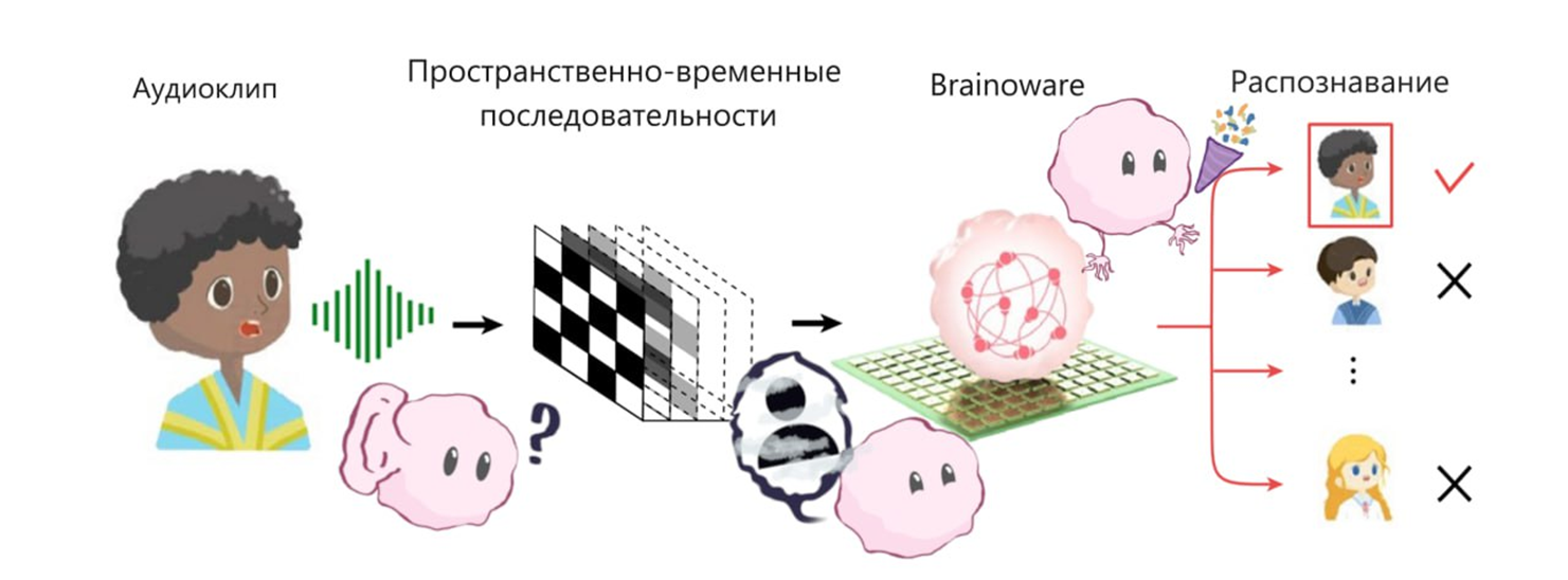 Распознавание речи системой Brainoware