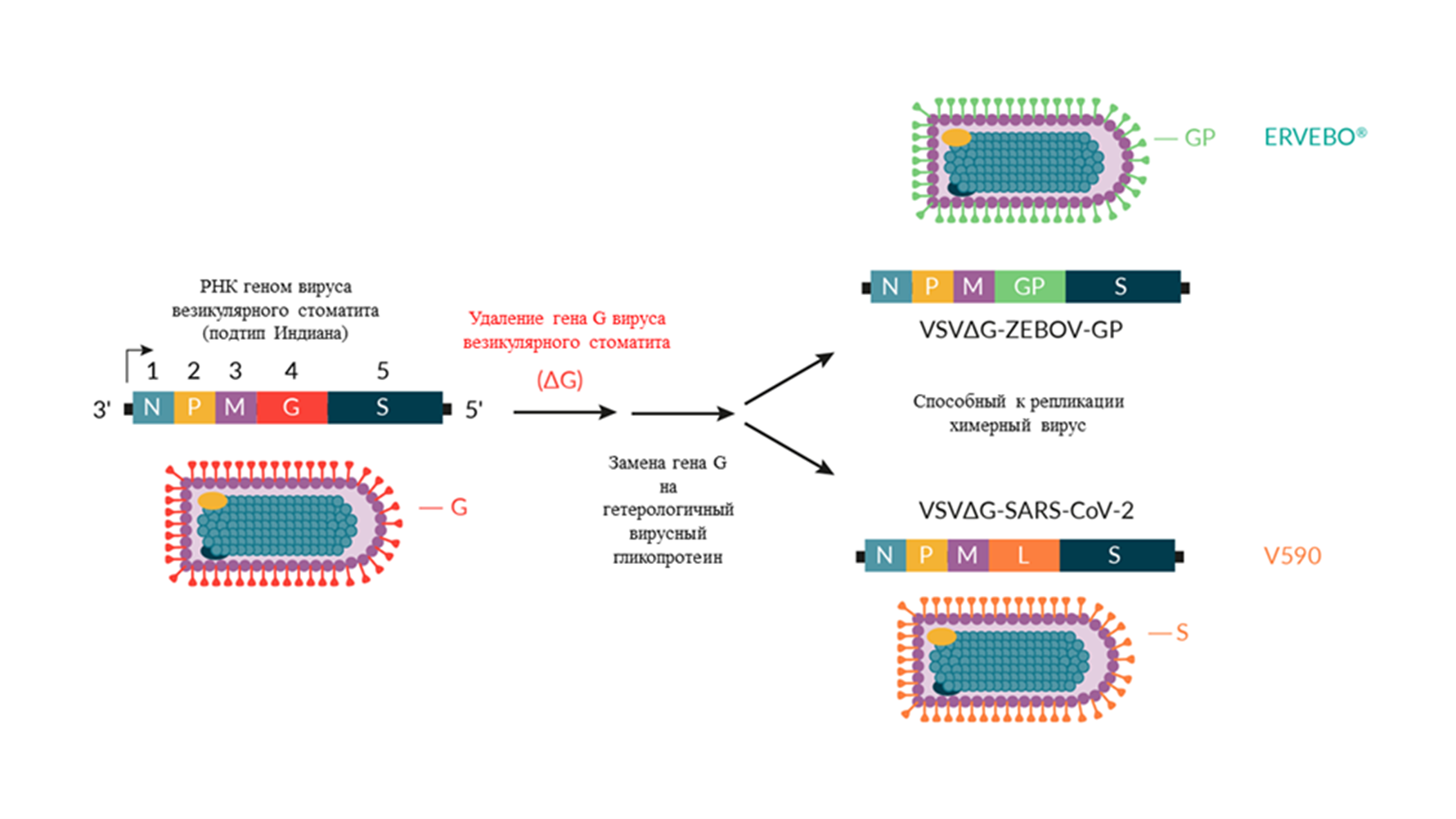 Платформа вакцины для разработки ERVEBOи V590