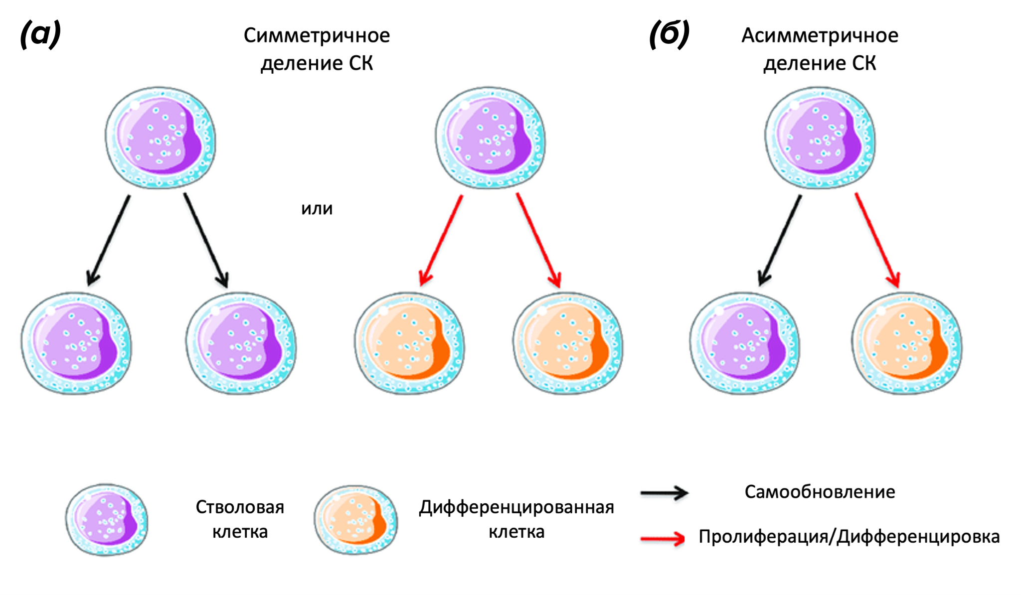 Разные типы деления стволовых клеток