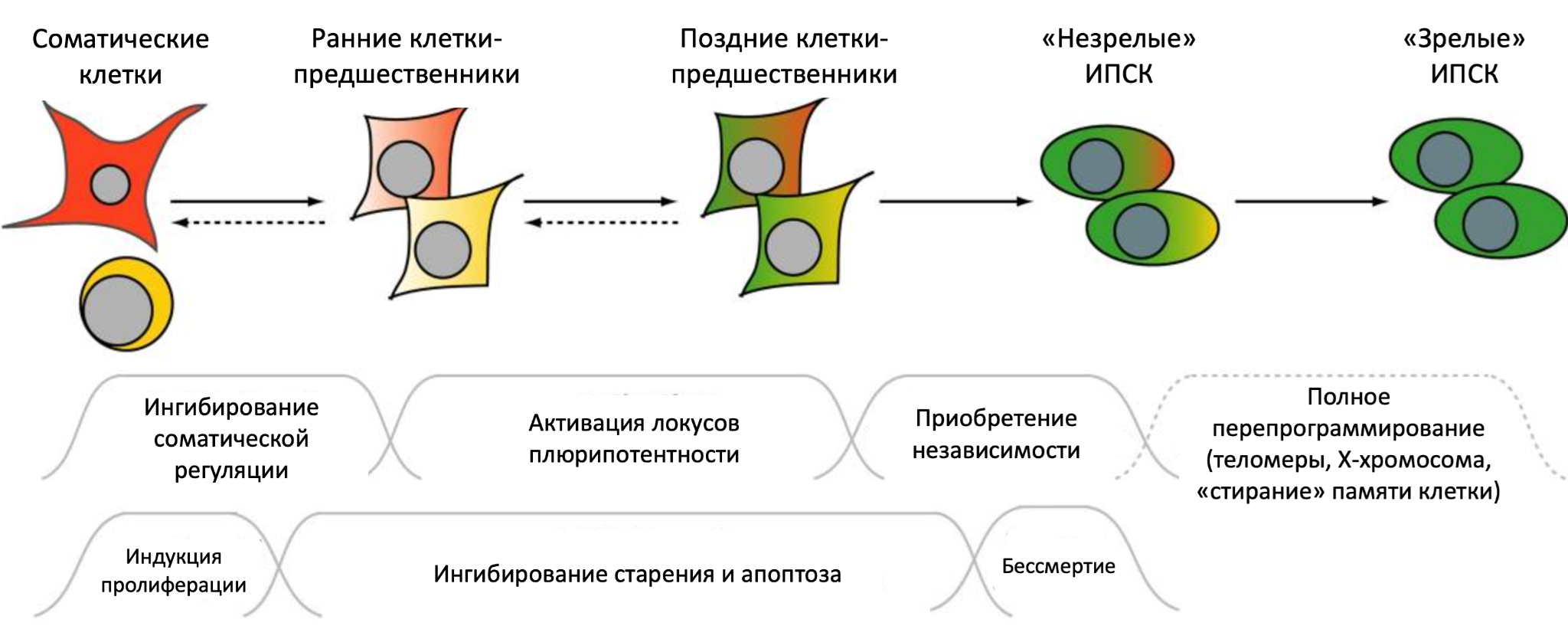 Переход соматических клеток в ИПСК