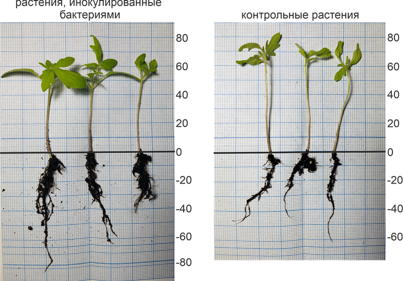 Растения томата, инокулированные почвенными бактериями (слева), и контрольные растения (справа)