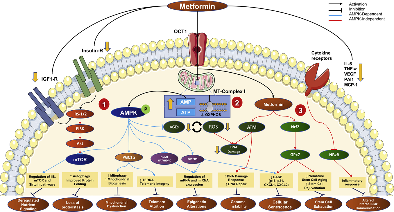 Механизмы действия метформина на ключевые признаки старения