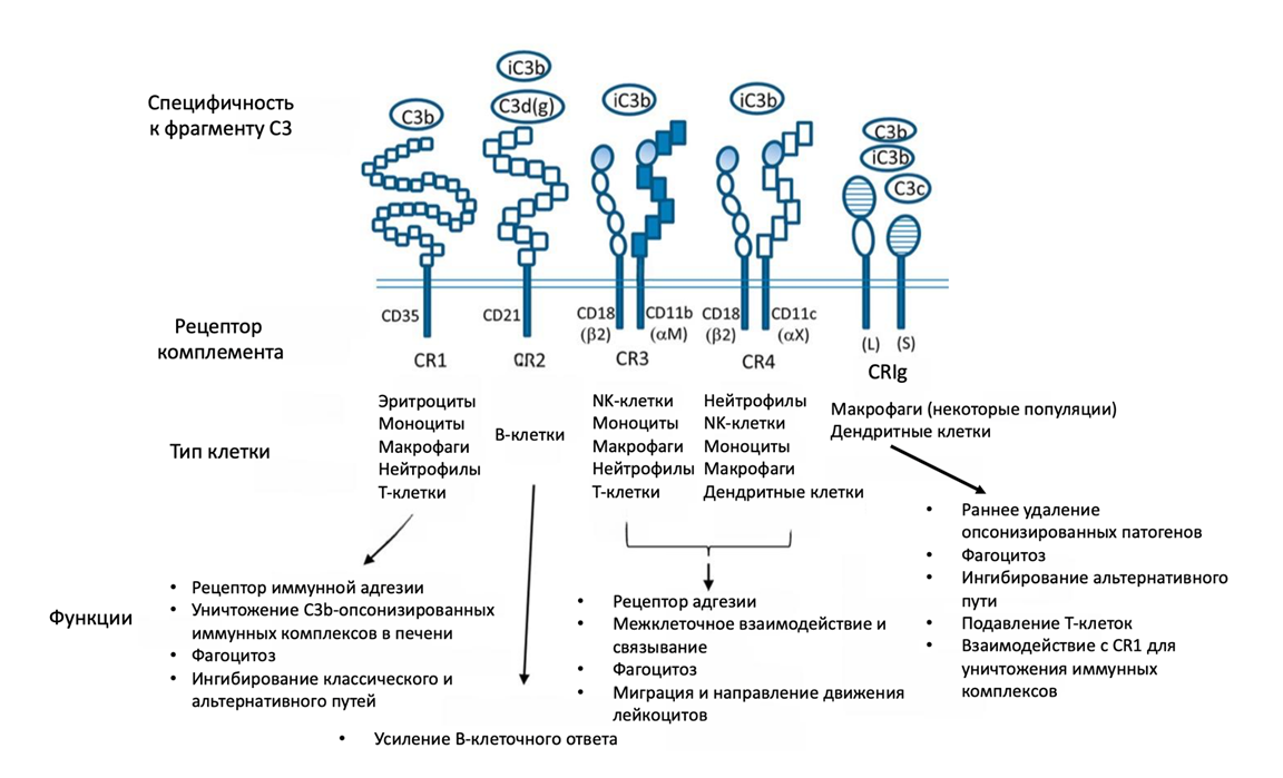 Рецепторы иммунных клеток, связывающие опсонины