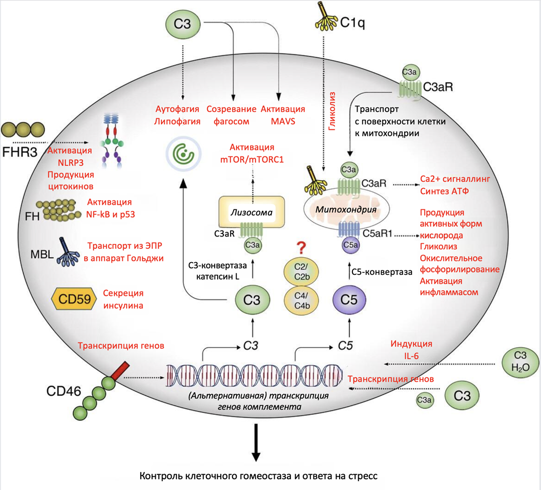 Функции внутриклеточного комплемента