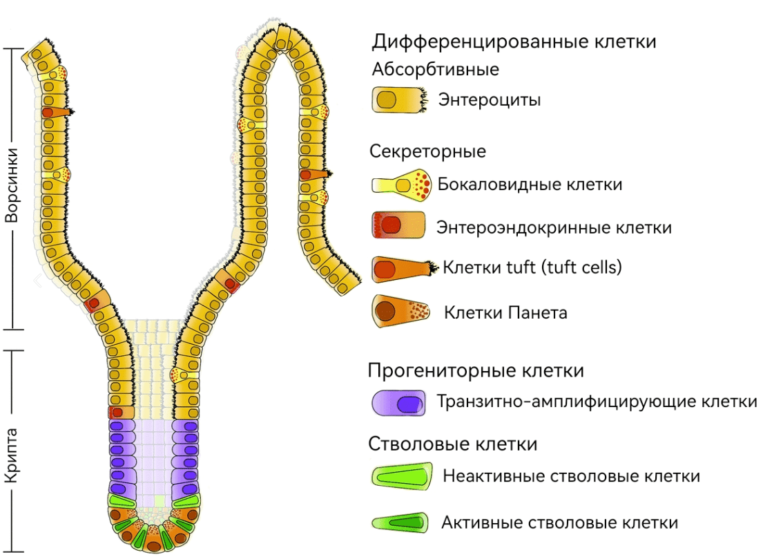 Строение крипты кишечника и положение стволовых клеток в них