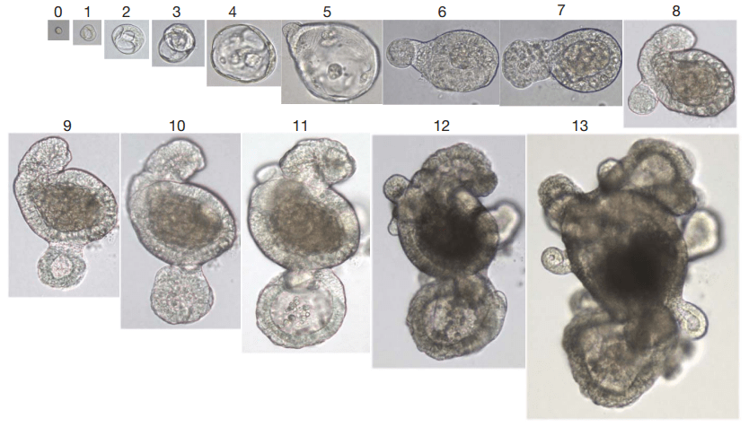 Процесс роста органоида тонкого кишечника мыши из стволовой клетки