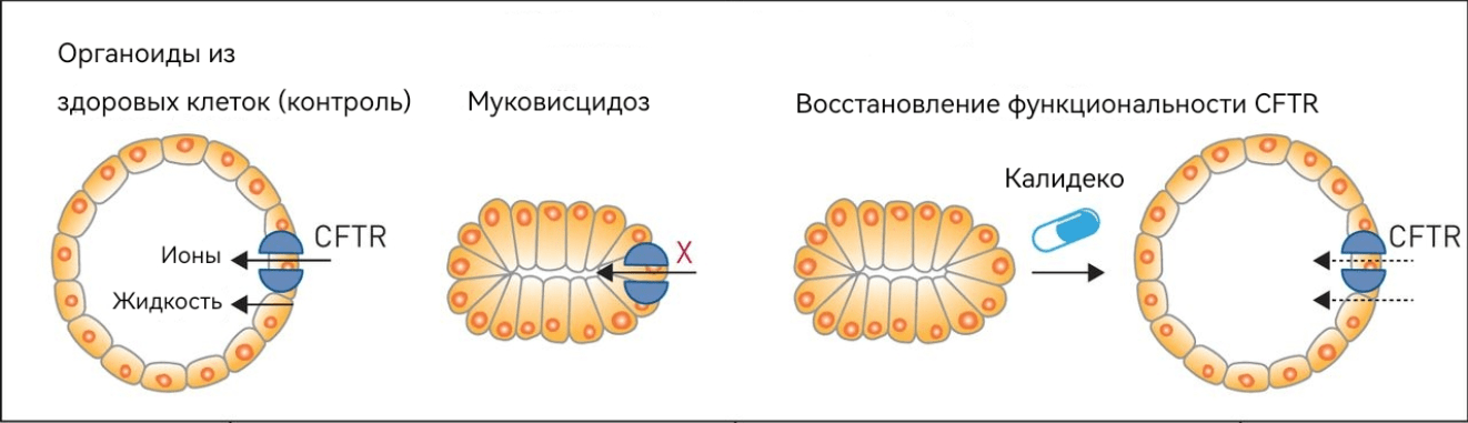 Тест на эффективность Калидеко