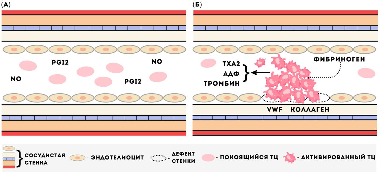 Упрощенная схема изменения активности тромбоцитов в сосудистом русле