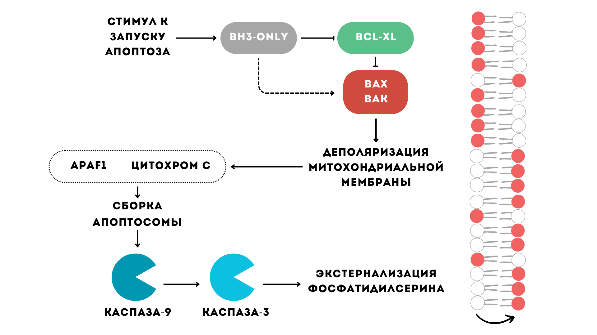 Механизм внутреннего пути апоптоза в тромбоцитах