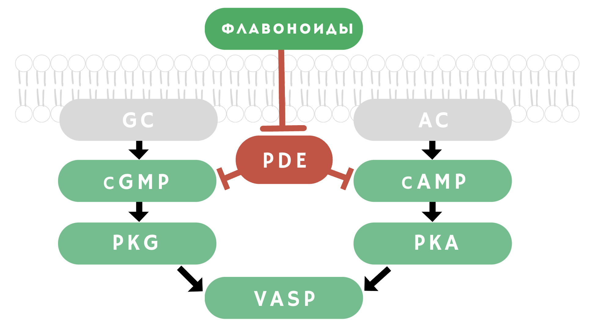 Флавоноиды оказывают антитромбоцитарный эффект за счет активации главных антитромбоцитарных сигнальных путей, ингибируя активность фосфодиэстераз