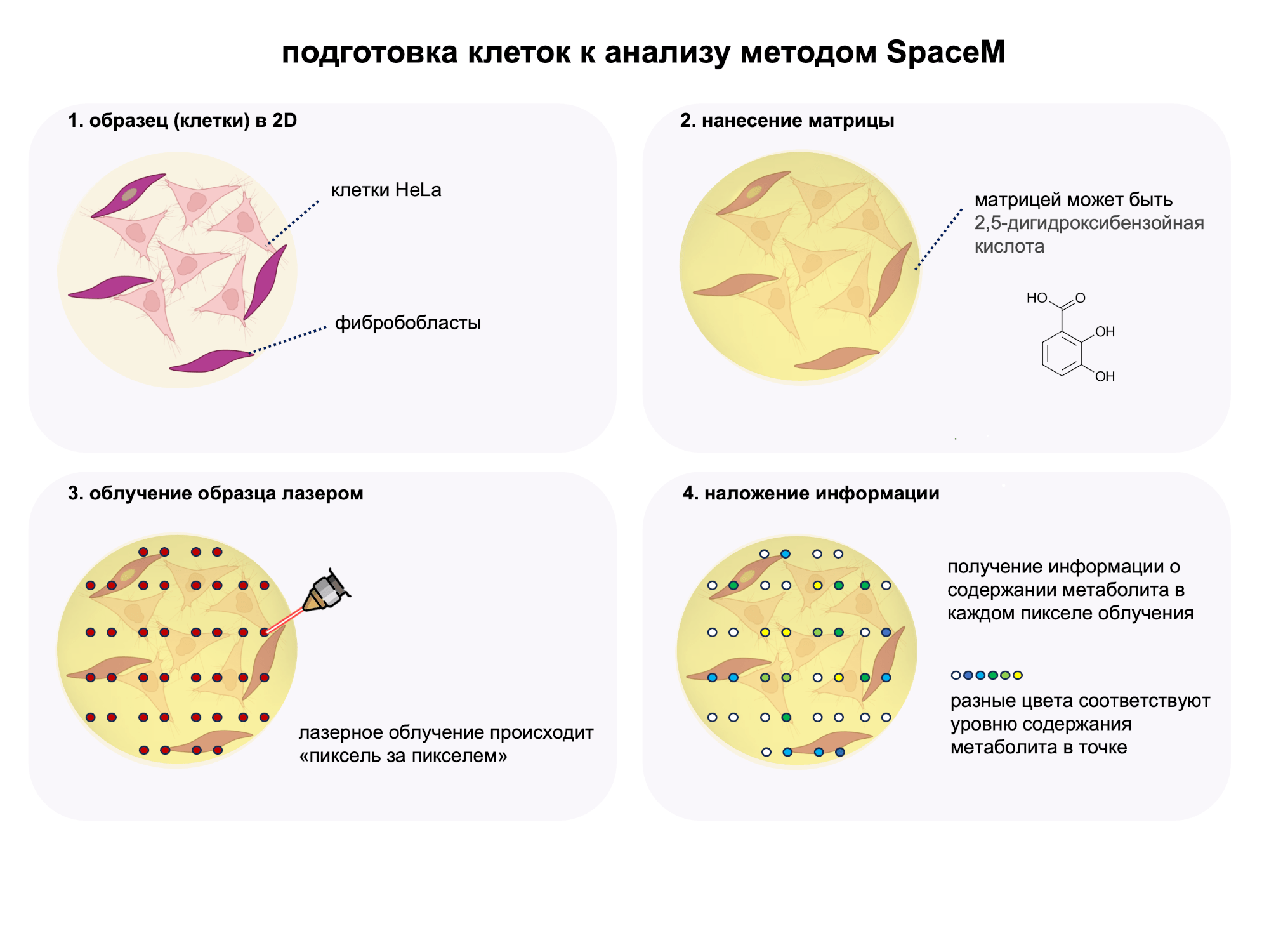 Метод SpaceM