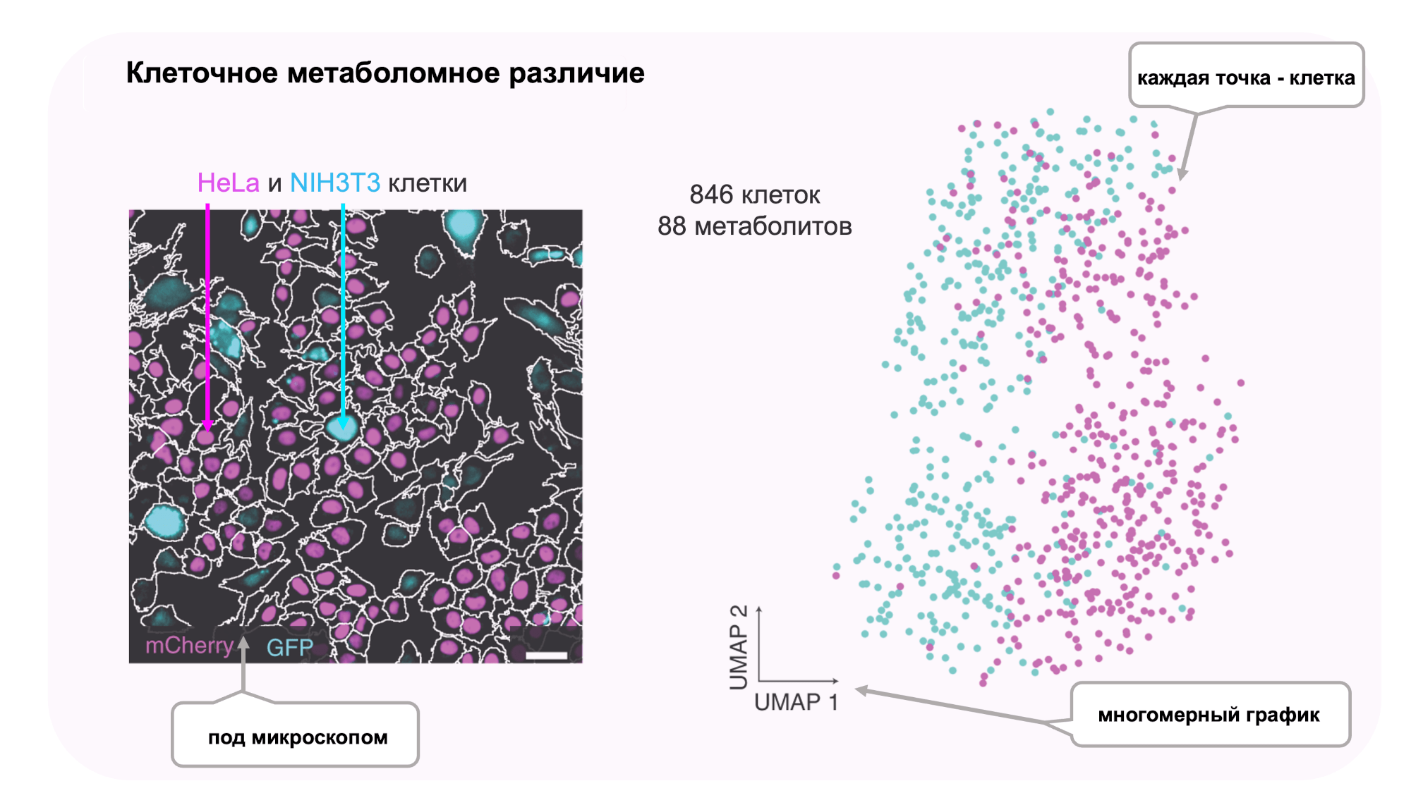 Микроскопическое изображение совместно выращенных клеток HeLa и NIH3T3