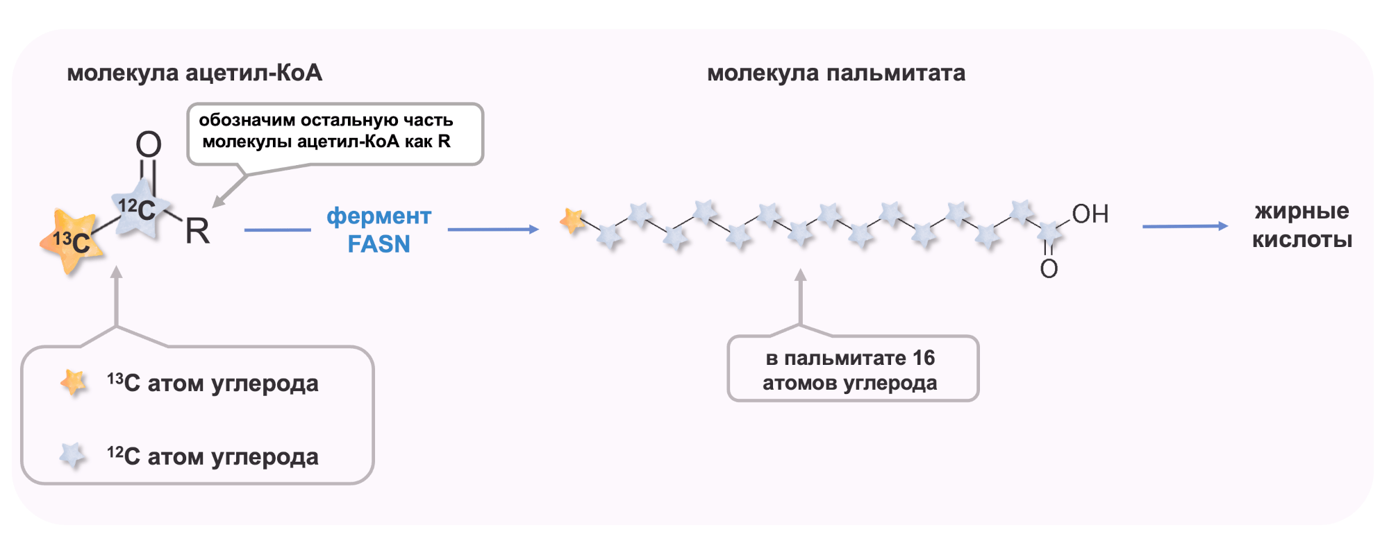 Ацетил-КоА является предшественником синтеза пальмитата и жирных кислот