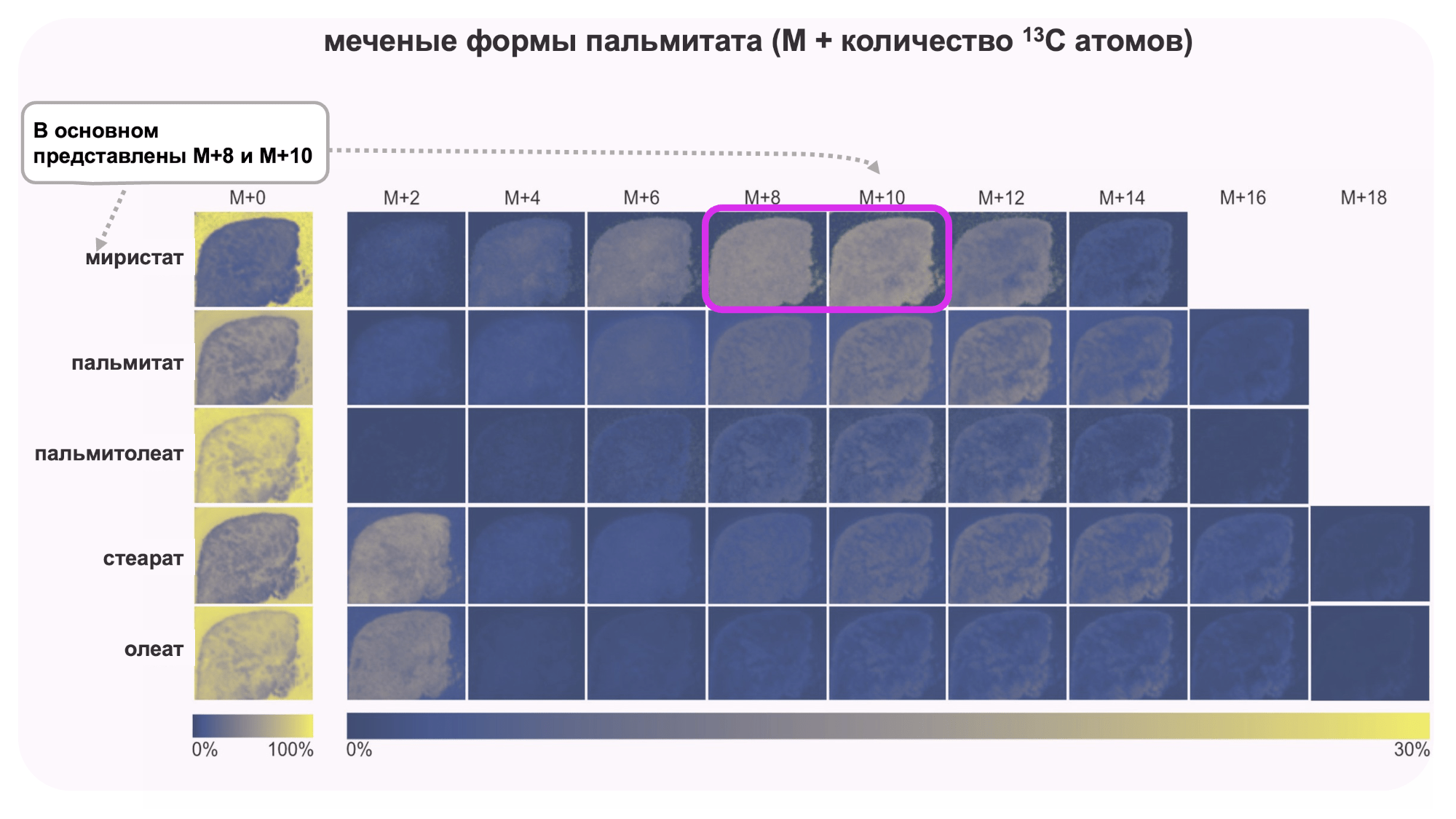 Метаболические изображения для жирных кислот