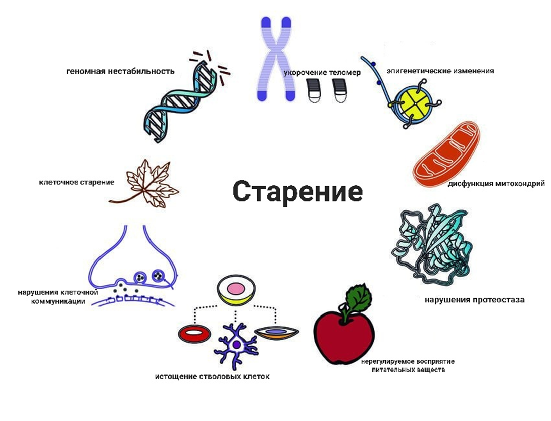 На что влияет старение