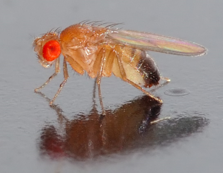 плодовая мушка Drosophila melanogaster