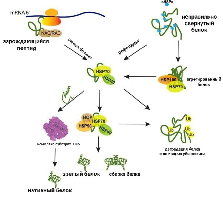 Белки теплового шока и кошапероны контролируют структуру белка и отвечают за его судьбу