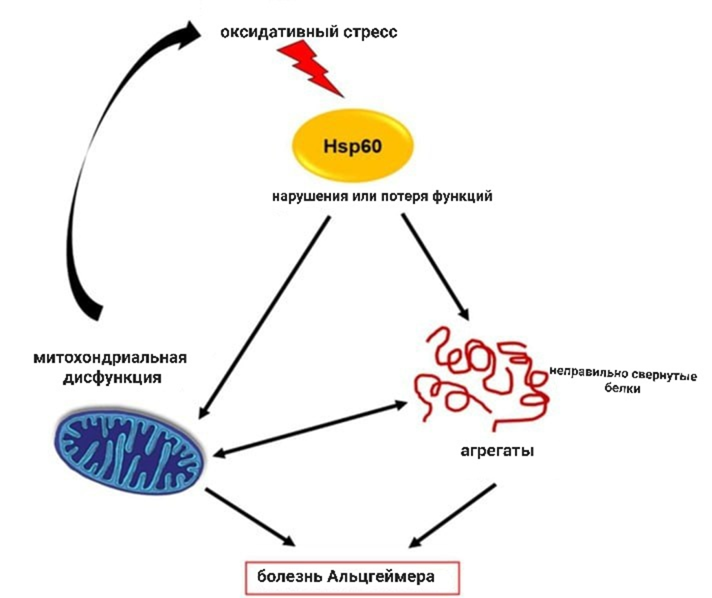 Hsp60 и болезнь Альцгеймера