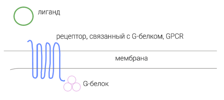 На функцию клетки могут влиять множество активных молекул