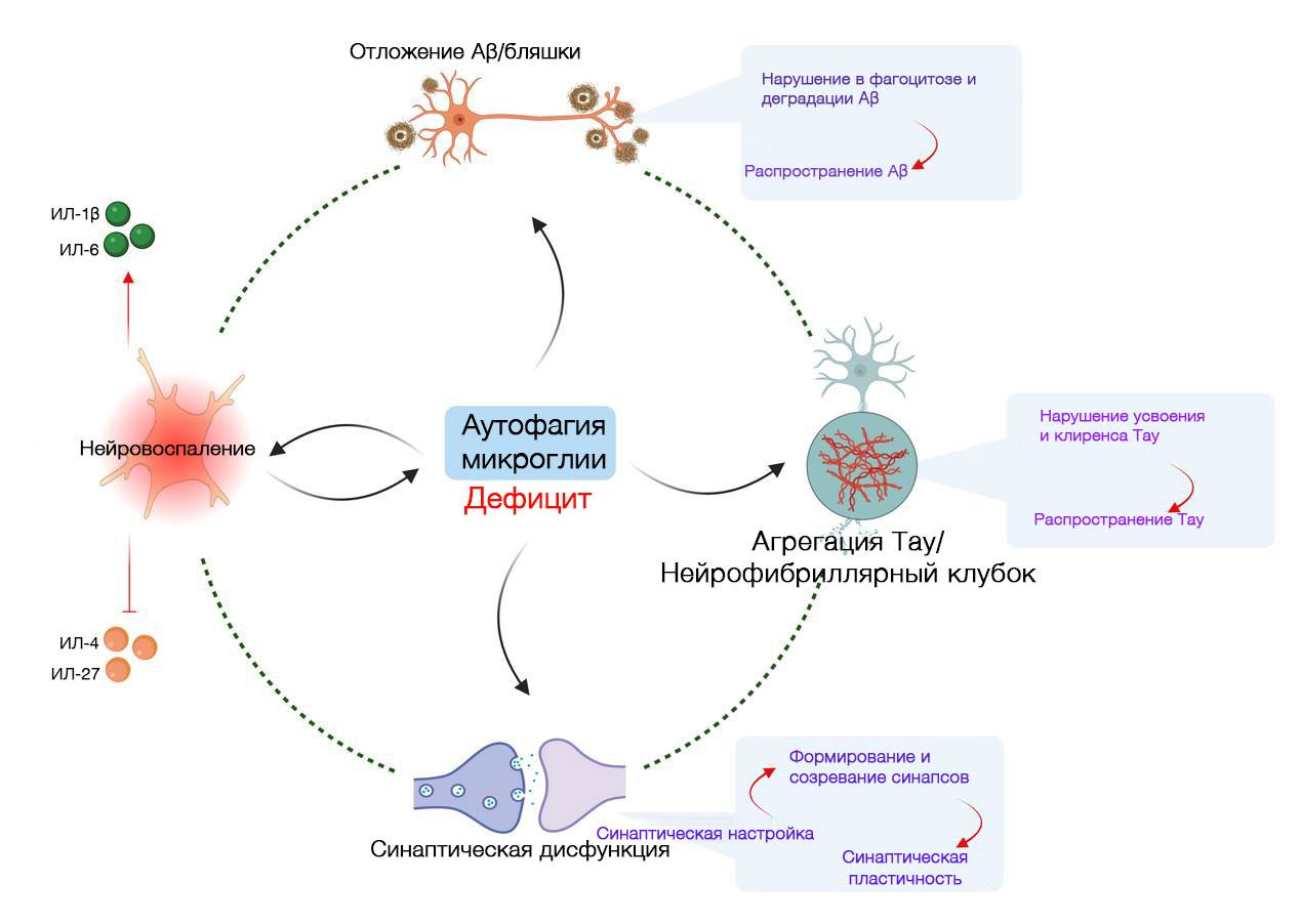 Взаимосвязь между микроглиальной аутофагией и патогенезом БА 