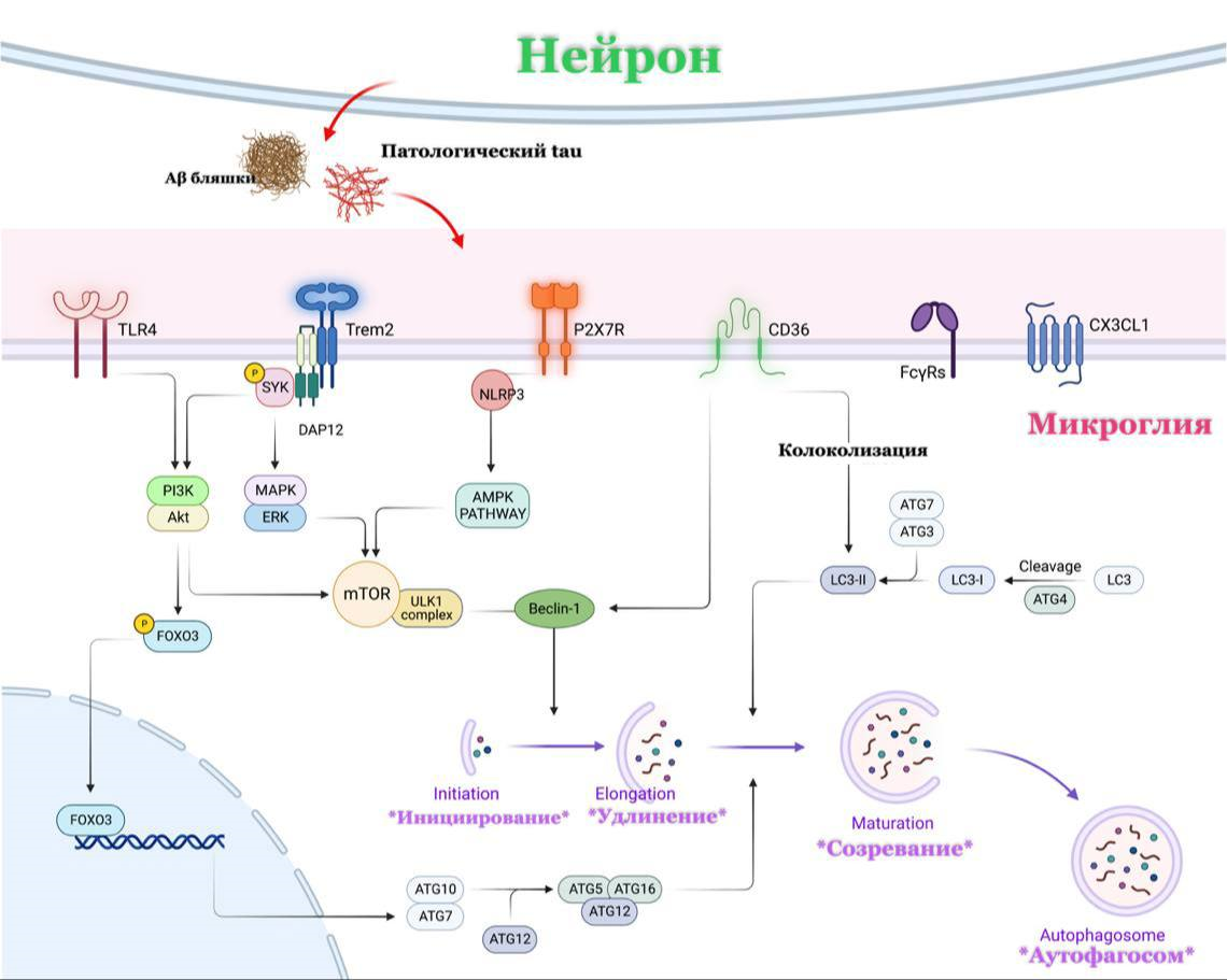 Модель аутофагии, опосредованной микроглиальными рецепторами