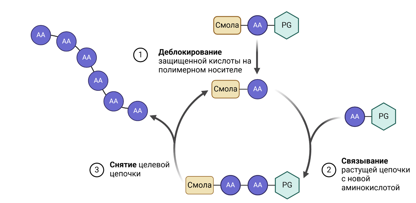 Упрощенная схема твердофазного синтеза пептидов