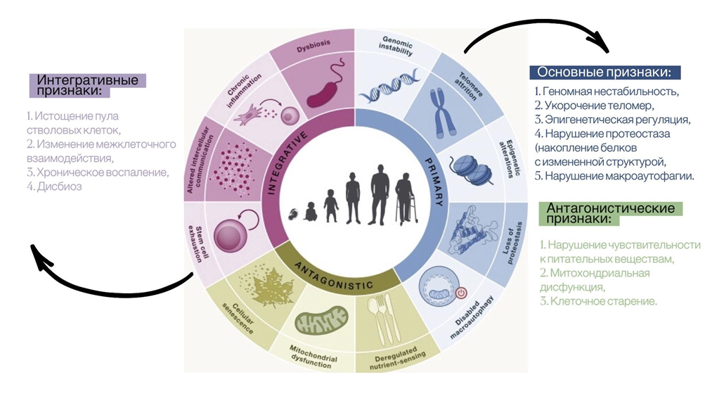 Двенадцать признаков старения на клеточно-молекулярном уровне, общих для разных организмов