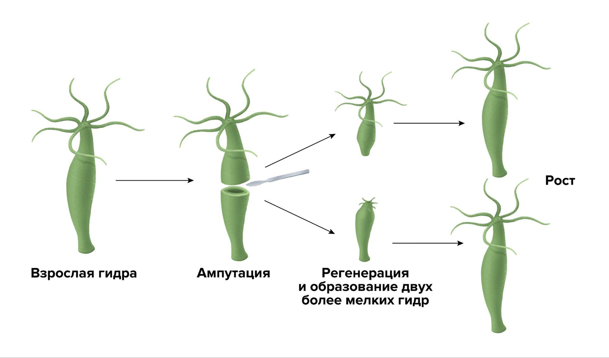 Морфаллактическая регенерация Морфаллактическая регенерация