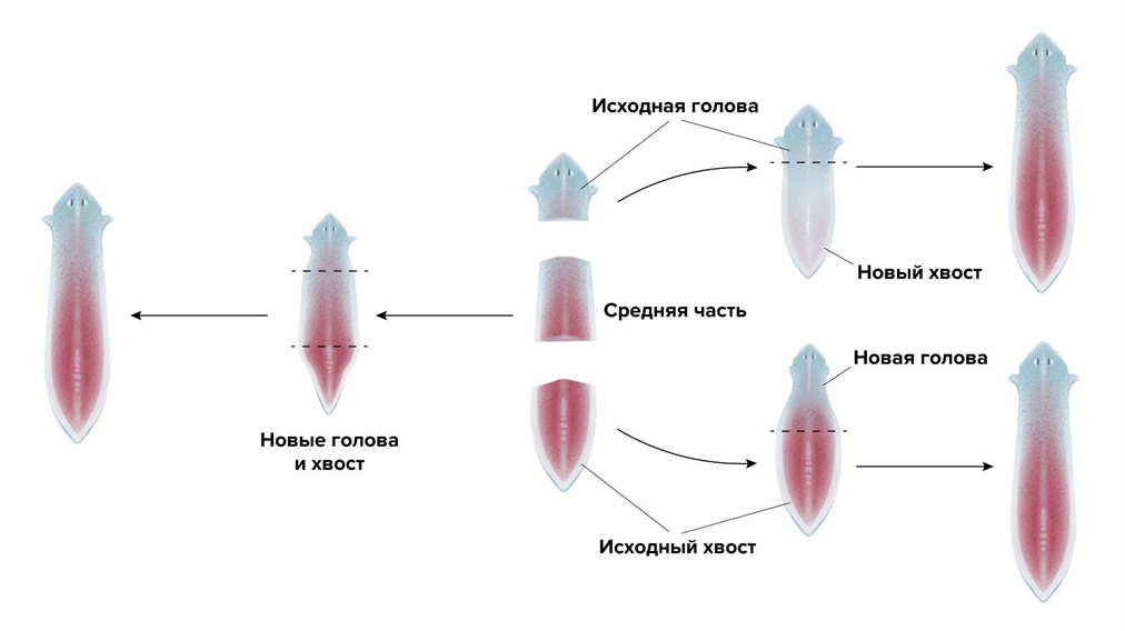 Регенерация планарии