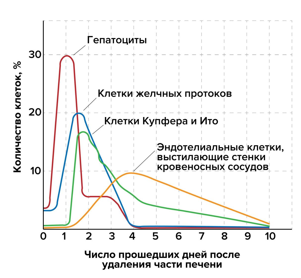 Изменение активности синтеза ДНК Изменение активности синтеза ДНК