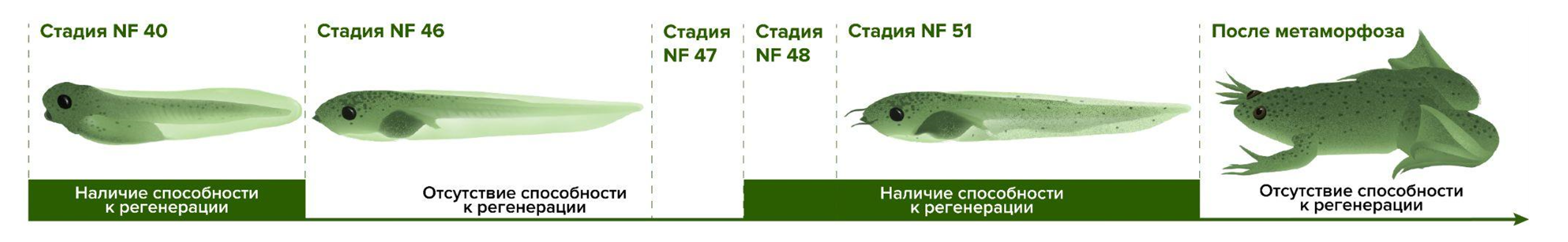 Головастики гладкой шпорцевой лягушки (Xenopus laevis) могут восстанавливать утраченные хвосты в течение всей своей жизни до метаморфоза Головастики гладкой шпорцевой лягушки (Xenopus laevis) могут восстанавливать утраченные хвосты в течение всей своей жизни до метаморфоза