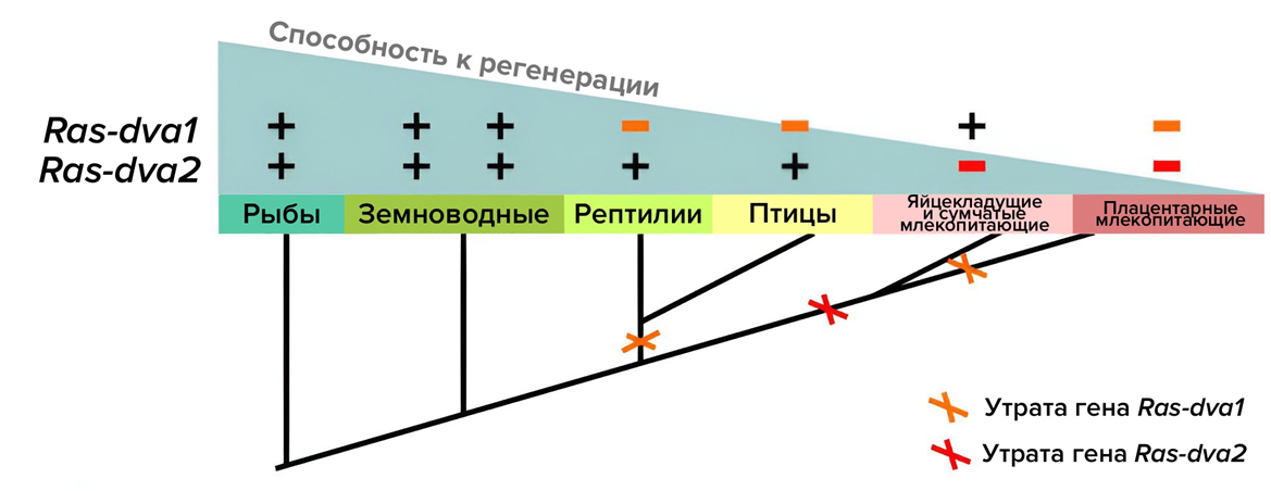 Судьба генов Ras-dva1 и Ras-dva2 в ходе эволюции Судьба генов Ras-dva1 и Ras-dva2 в ходе эволюции