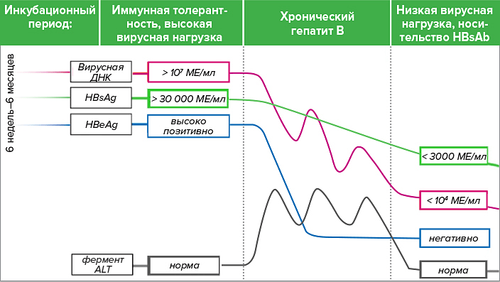 Три стадии хронической инфекции гепатита B Три стадии хронической инфекции гепатита B