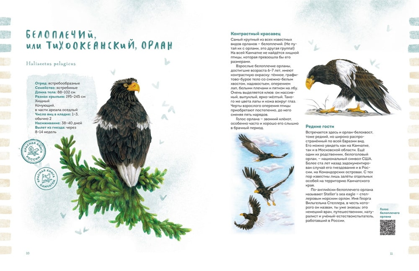 Иллюстрация из книги