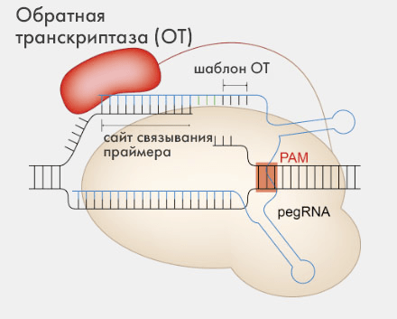 Общая схема редактирования с помощью PE