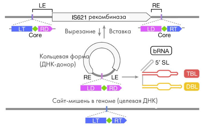 Формирование bridge RNA