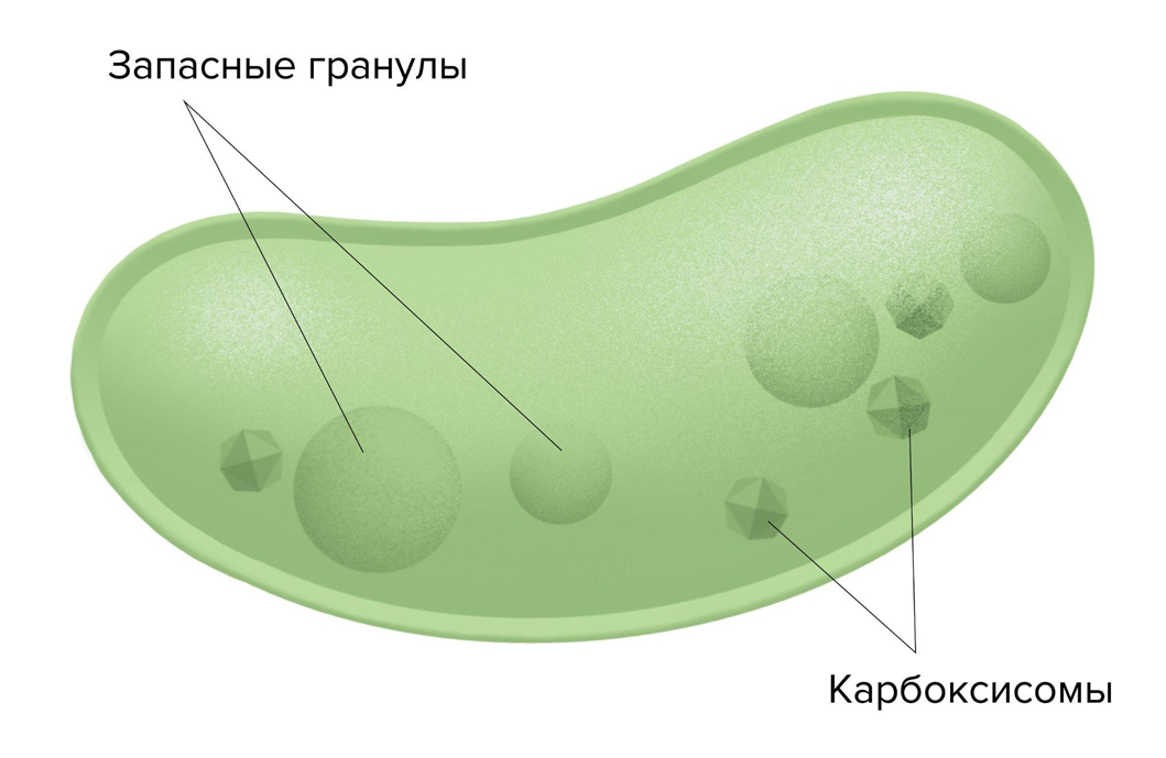 Запасные гранулы гликогена в фотосинтезирующей клетке бактерии Запасные гранулы гликогена в фотосинтезирующей клетке бактерии