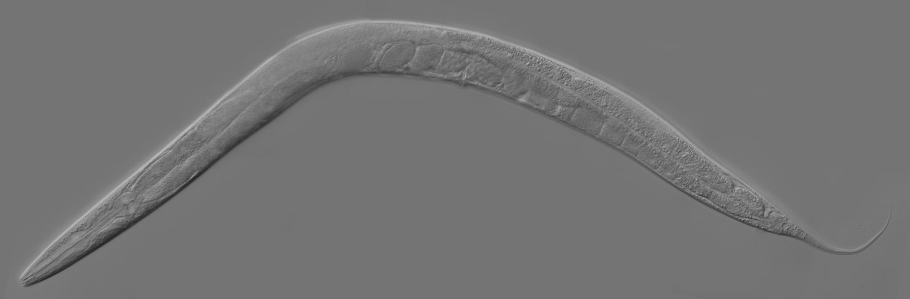 Нематода Caenorhabditis elegans Нематода Caenorhabditis elegans