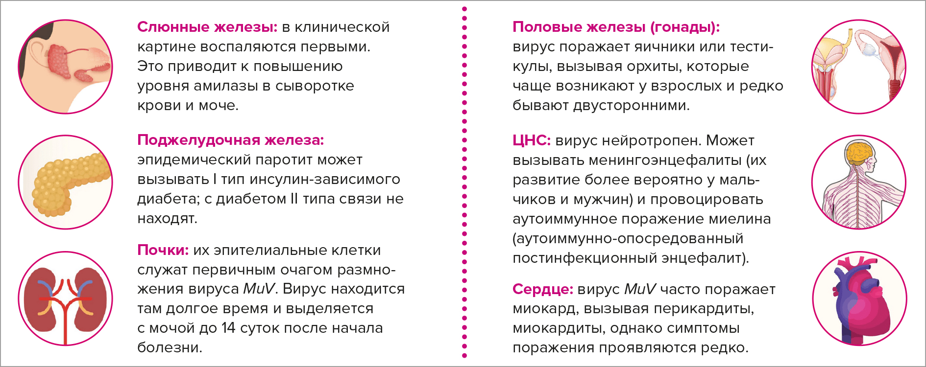 Восприимчивые к вирусу эпидемического паротита органы и ткани Восприимчивые к вирусу эпидемического паротита органы и ткани