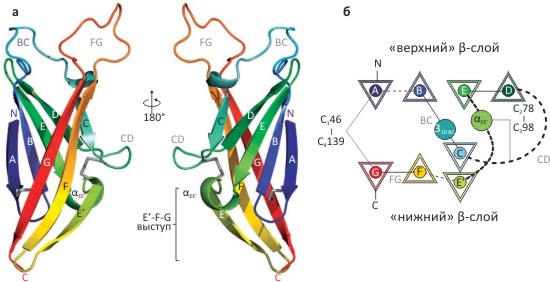 Структура ZP-N домена мышиного ZP3