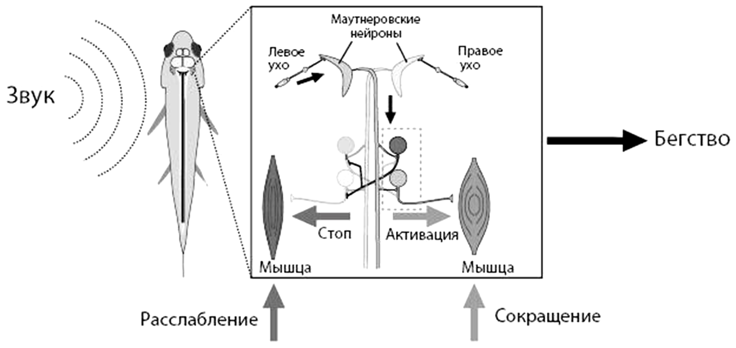 Иллюстрация из книги