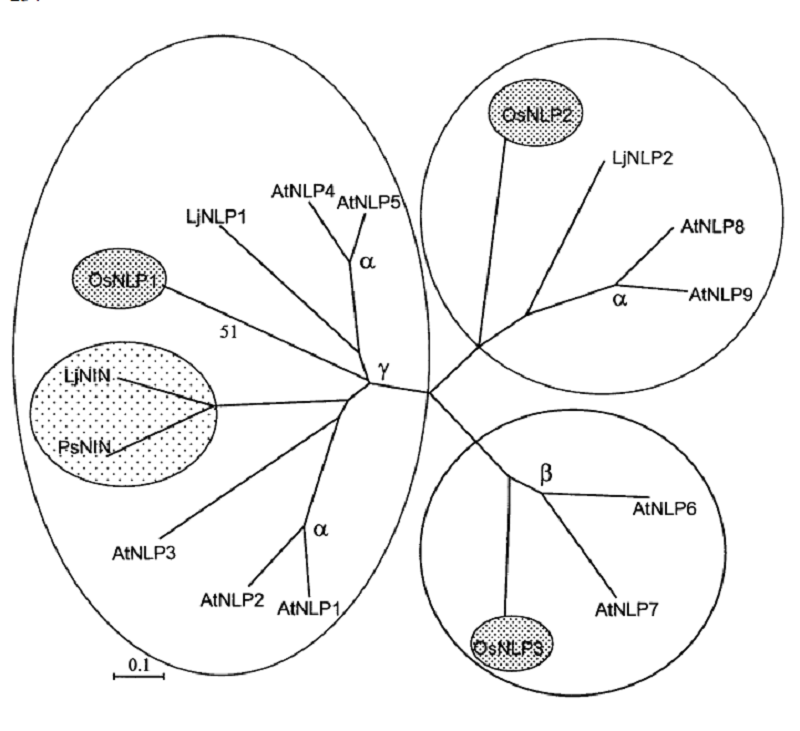 Дендрограмма сходства NLP разных видов растений, выявленных первооткрывателями NIN. Представлены белки лядвенца, гороха, риса и резуховидки