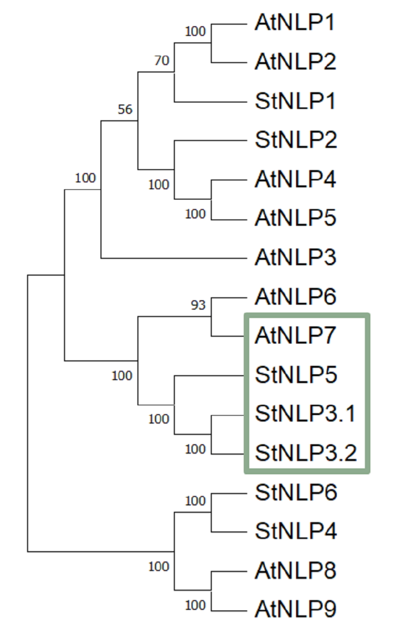 Фрагмент полученной дендрограммы сходства белков NLP разных видов растений